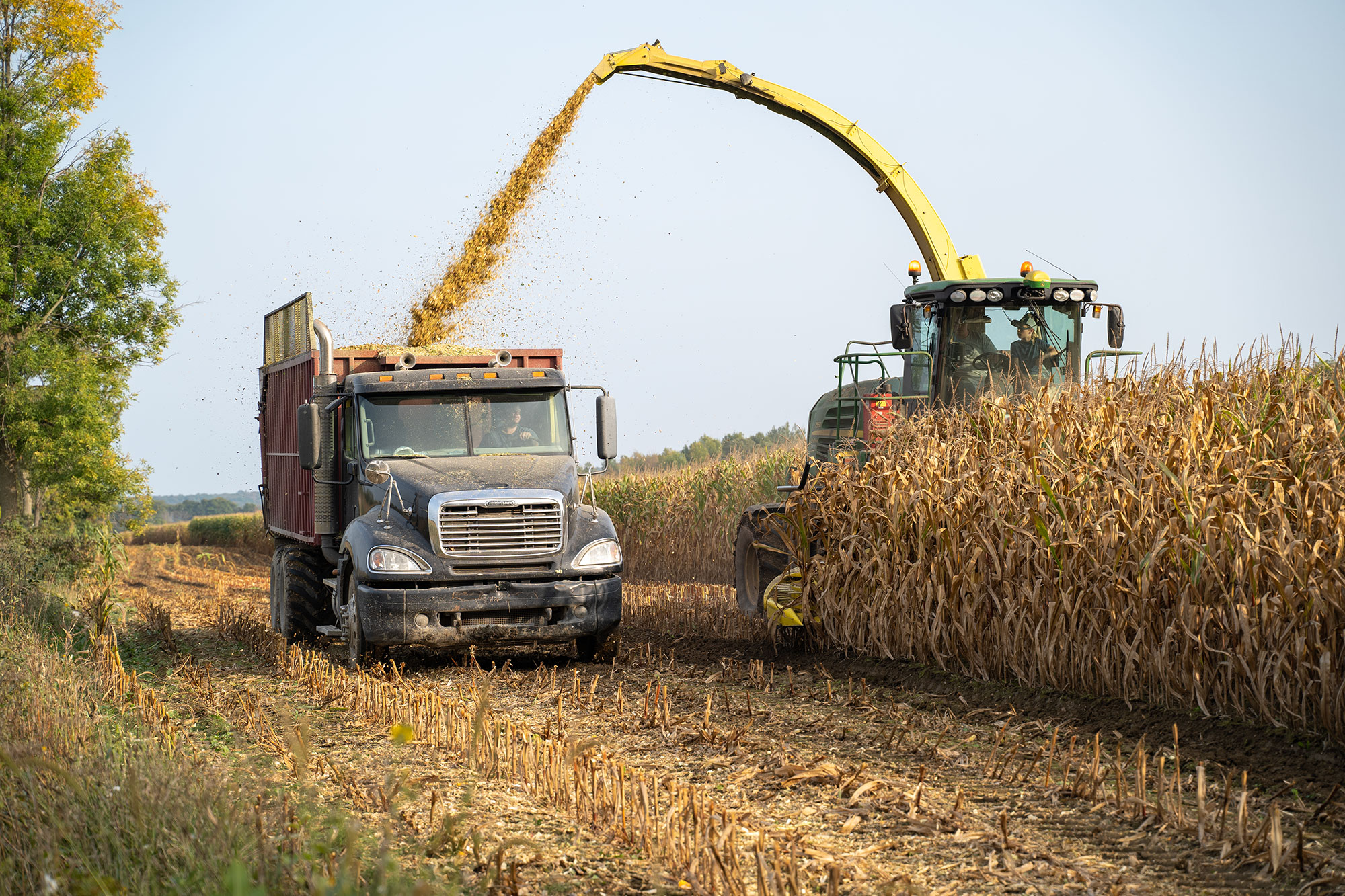 Corn harvest at Manning Farms in St. Albans